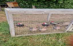 Chickens poultry for sale: Old English Game Bantams - Image 2