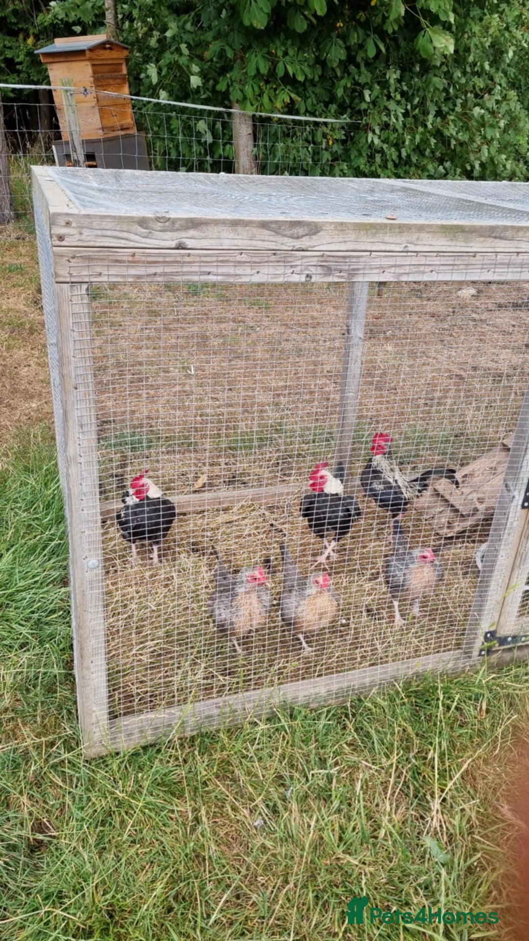 Chickens poultry for sale: Old English Game Bantams - Image 2