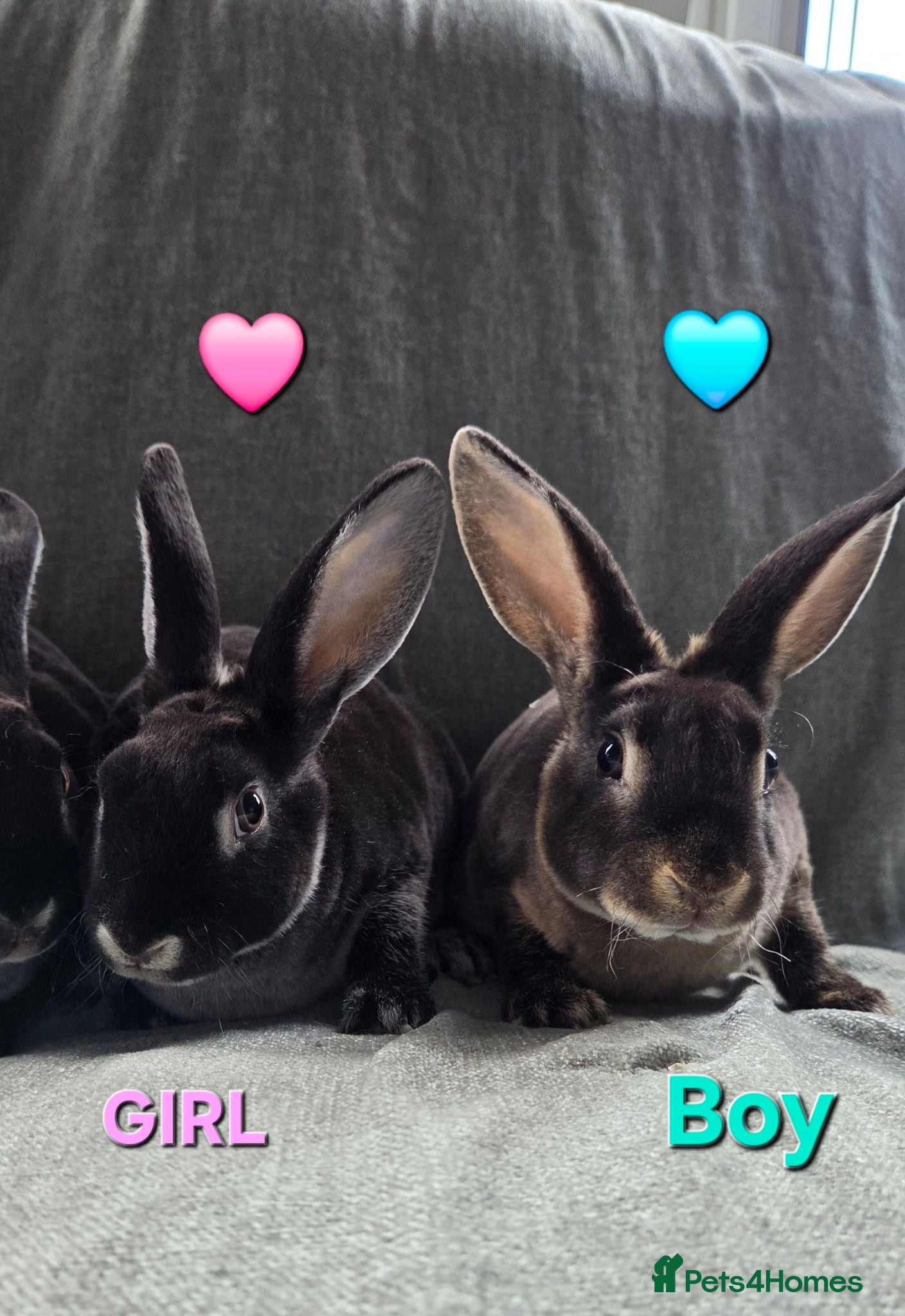 Rex rabbits Super Tame UNRELATED Velvet Mini Rex 1 🩷& 1 🩵   - Advert 1