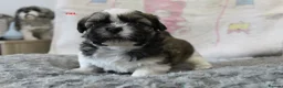 Shih Tzu dogs for sale: KC reg CUTE SHIH TZU BOY PUPPIES - Advert 17