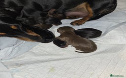 Miniature Dachshund dogs for sale: Miniature dacshund pups for sale - Image 4