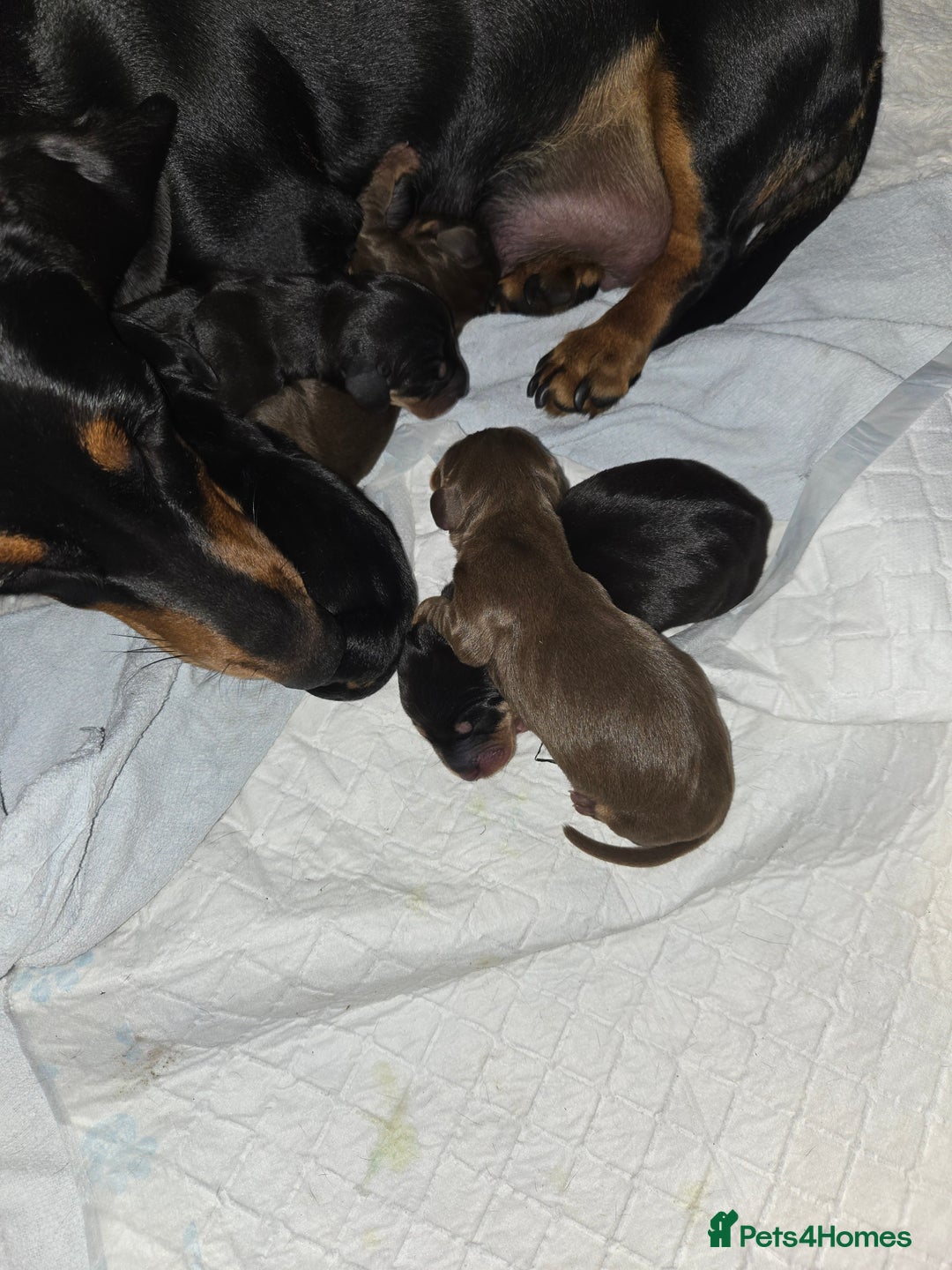 Miniature Dachshund dogs for sale: Miniature dacshund pups for sale - Image 4