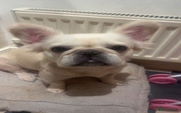 French Bulldog dogs for sale: Looking for a forever home for poppy  - Image 2