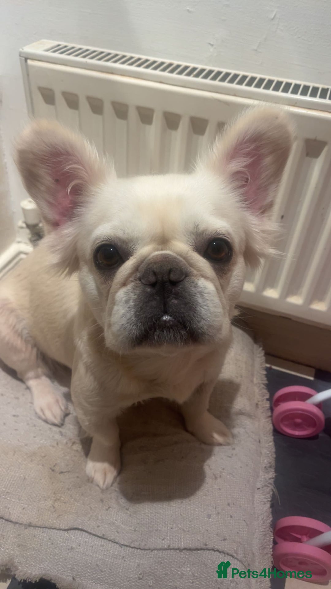 French Bulldog dogs for sale: Looking for a forever home for poppy  - Image 2