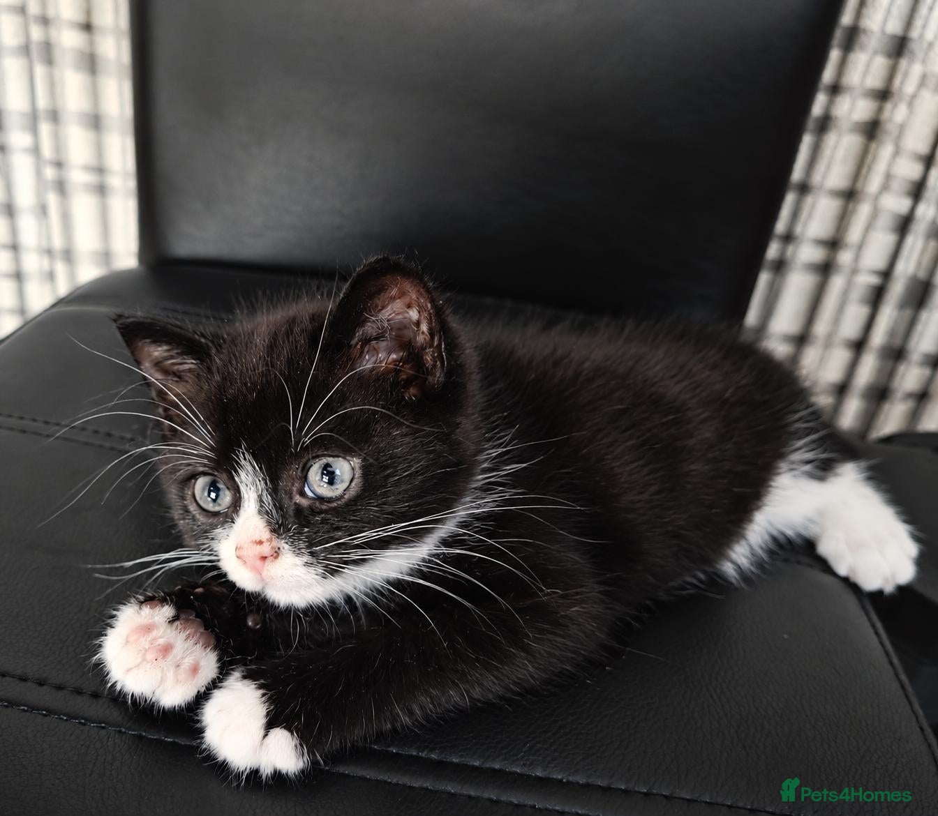 Mixed Breed cats Gorgeous 10-week-old boy  - Advert 5