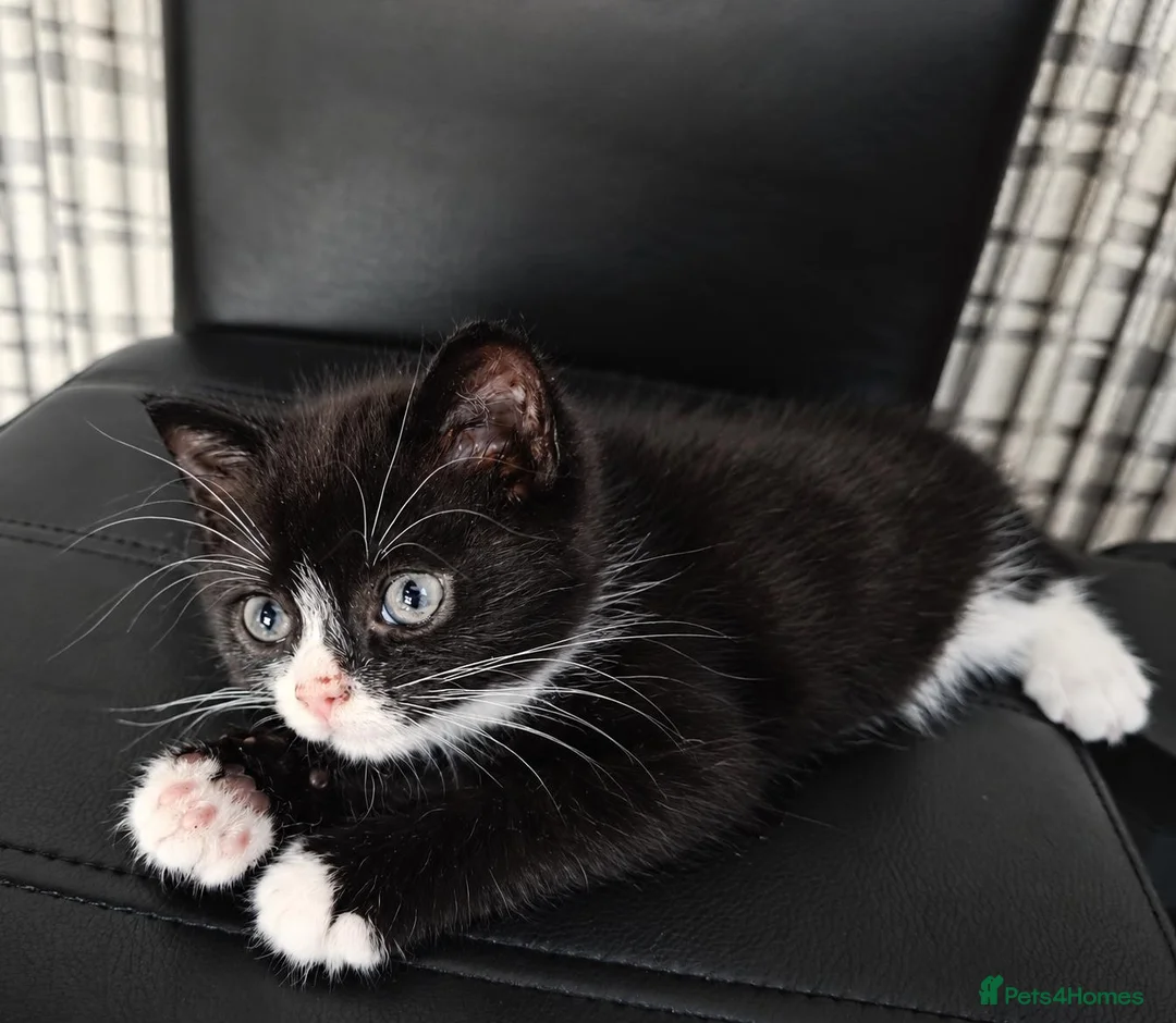 Mixed Breed cats for sale: Gorgeous 10-week-old boy  - Advert 1