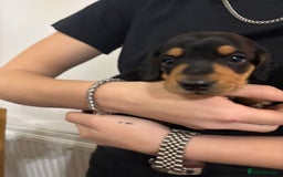 Miniature Dachshund dogs for sale: Miniature dachshund  - Advert 6