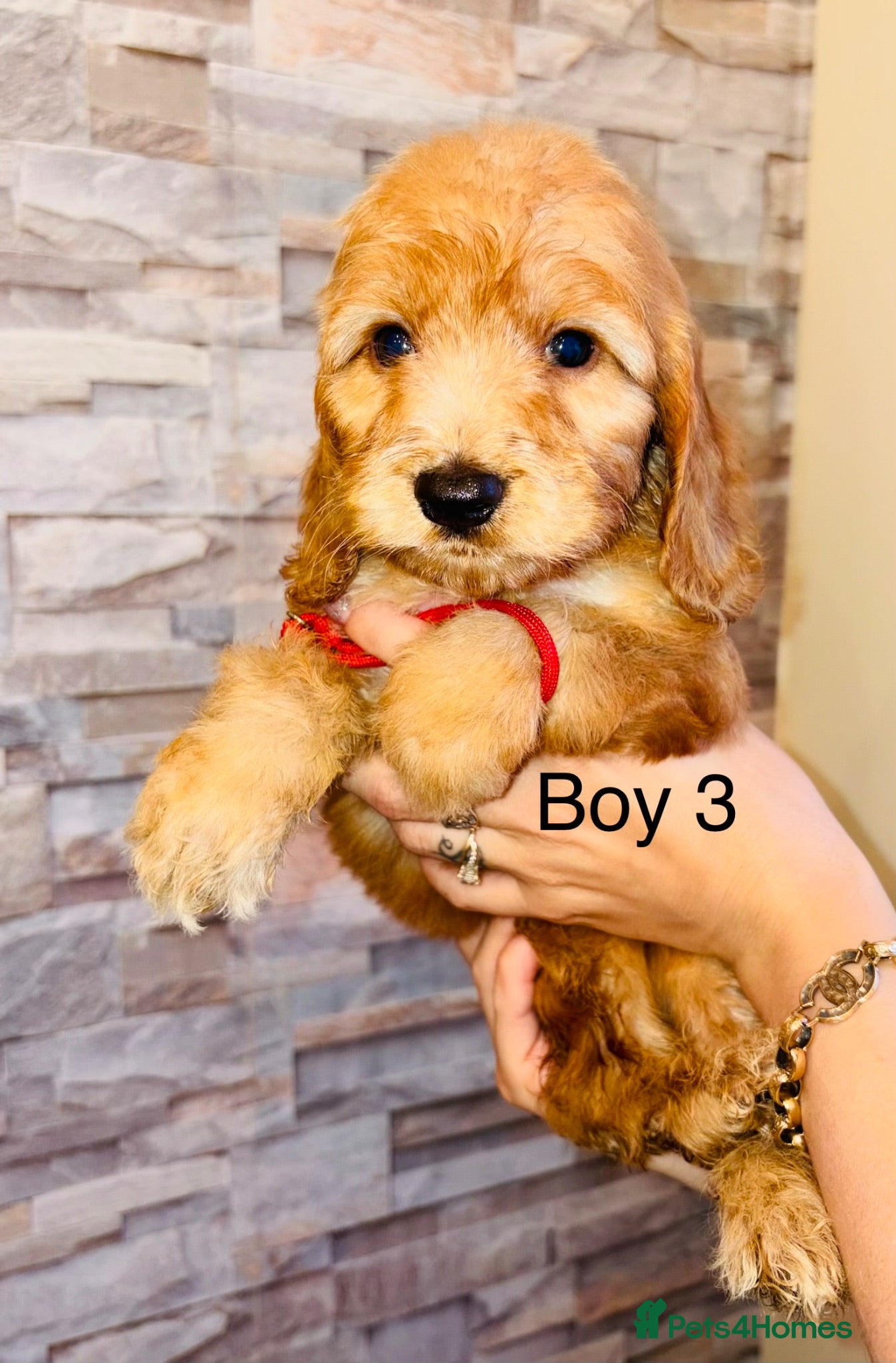 Cavapoo dogs Adorable Cavapoo puppies ready to leave  - Advert 3