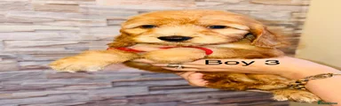 Cavapoo 2