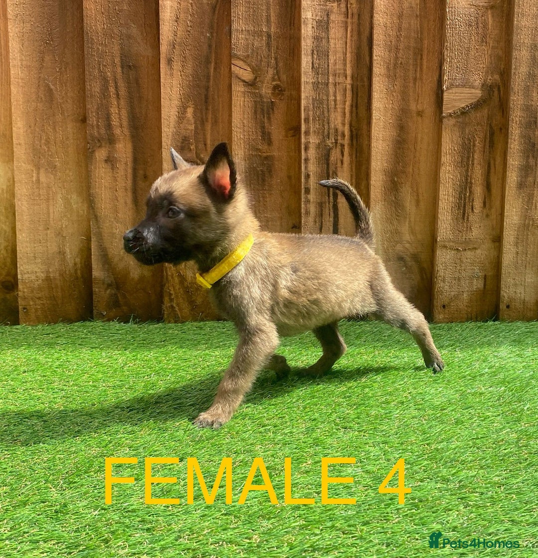 Belgian Shepherd Dog dogs for sale: Beautiful Belgium Malinois pups for sale  - Image 12