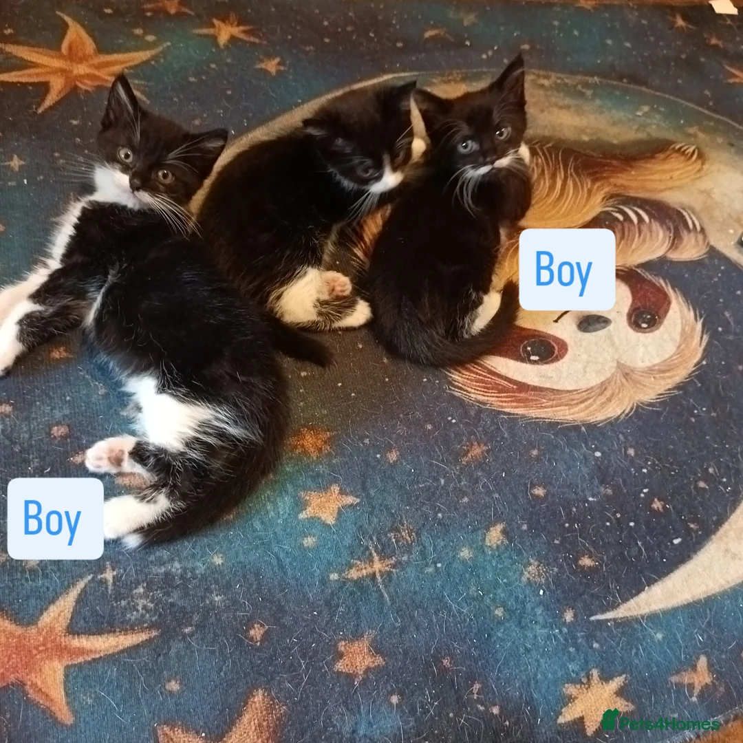 British Shorthair cats for sale: 2 boy half silver tabby half tuxedo - Image 6