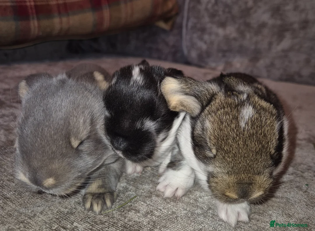 French Lop rabbits for sale: Beautiful Socialised French Lops - Advert 4