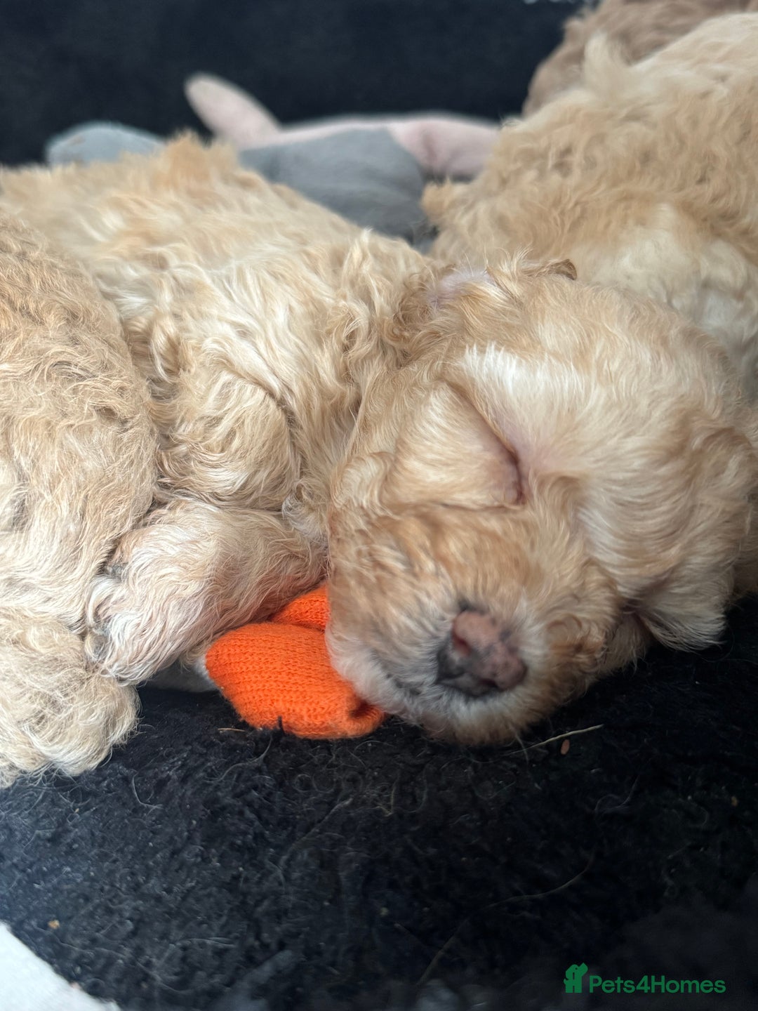 Cockapoo dogs for sale: 2 boys 2 girl Cockapoo puppy’s  - Image 9