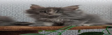 Maine Coon 3