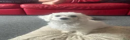 Bichon Frise dogs for sale: Bella in Bristol - Advert 2