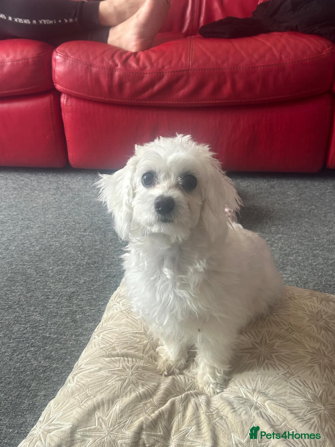 Bichon Frise dogs for sale: Bella in Bristol - Advert 2