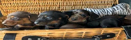 Miniature Dachshund dogs for sale: Beautiful Miniature Dachshund Puppies in Waterlooville - Advert 2