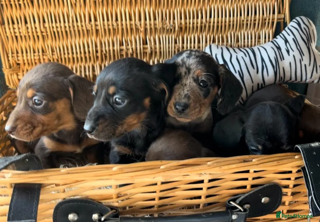 Miniature Dachshund dogs for sale: Beautiful Miniature Dachshund Puppies in Waterlooville - Advert 2