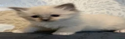 Ragdoll cats for sale: Perfect Blue Point Ragdoll kittens. - Advert 9