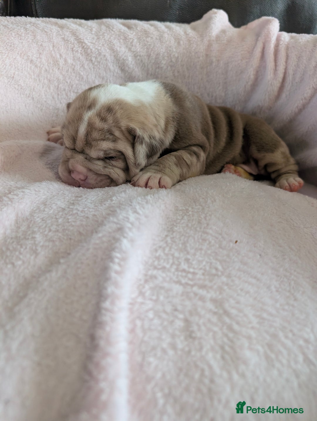 Olde English Bulldogge dogs for sale: Old English bulldogge - Advert 2