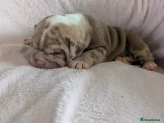 Olde English Bulldogge dogs Old English bulldogge - Advert 4