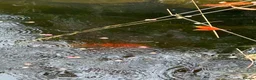 Koi Carp fish for sale: Coi Karp in Chorley - Advert 2