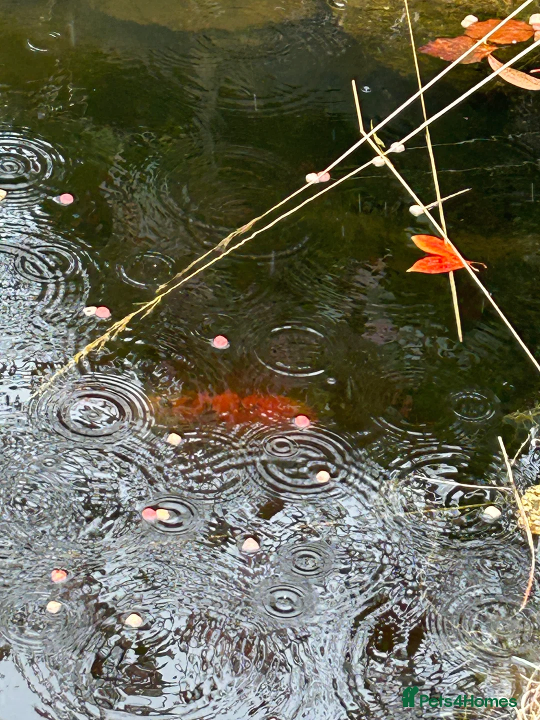 Koi Carp fish for sale: Coi Karp in Chorley - Advert 2