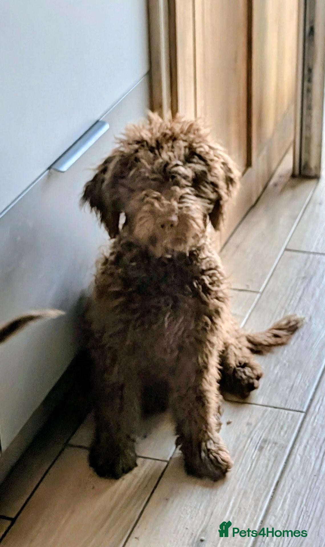 Spanish Water Dog dogs Spanish water dog - Advert 2