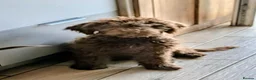 Spanish Water Dog dogs for sale: Spanish water dog - Advert 2