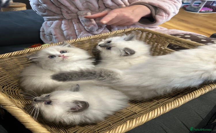 Ragdoll cats - Advert 1