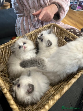 Ragdoll cats - Advert 1