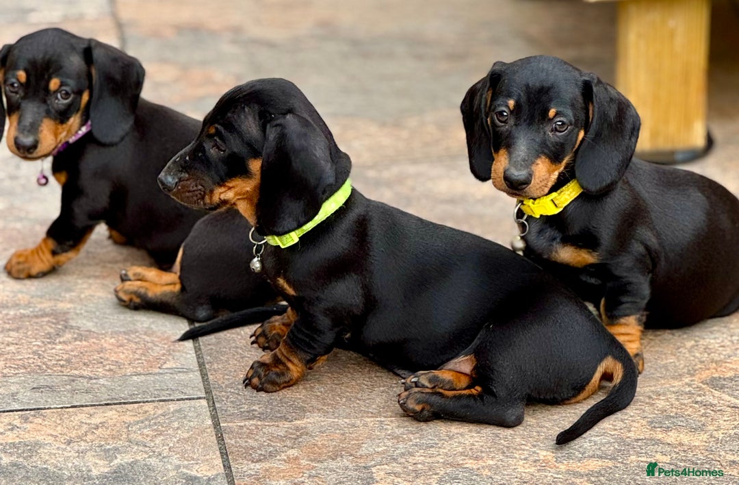 Dachshund dogs for sale: 🐾Dachshund puppies 🐾 - Image 4