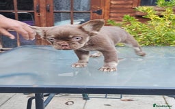 French Bulldog dogs for sale: Chocolate Rojo tan fluffy French bulldog  - Image 3