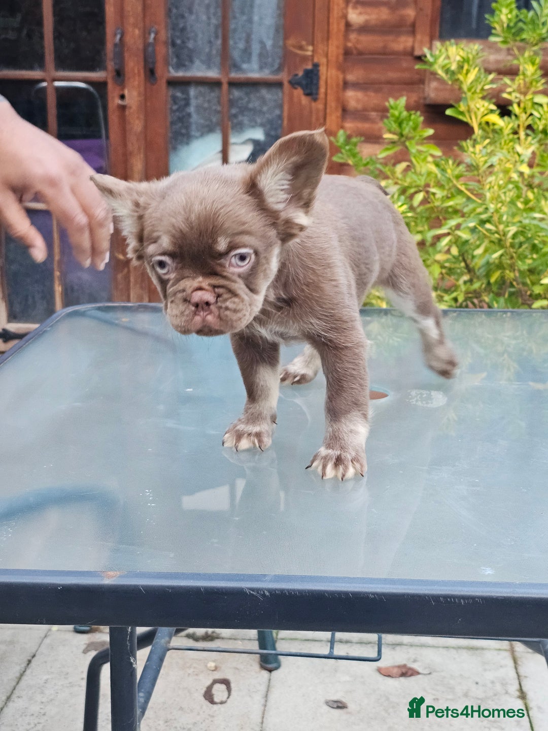 French Bulldog dogs for sale: Chocolate Rojo tan fluffy French bulldog  - Image 3