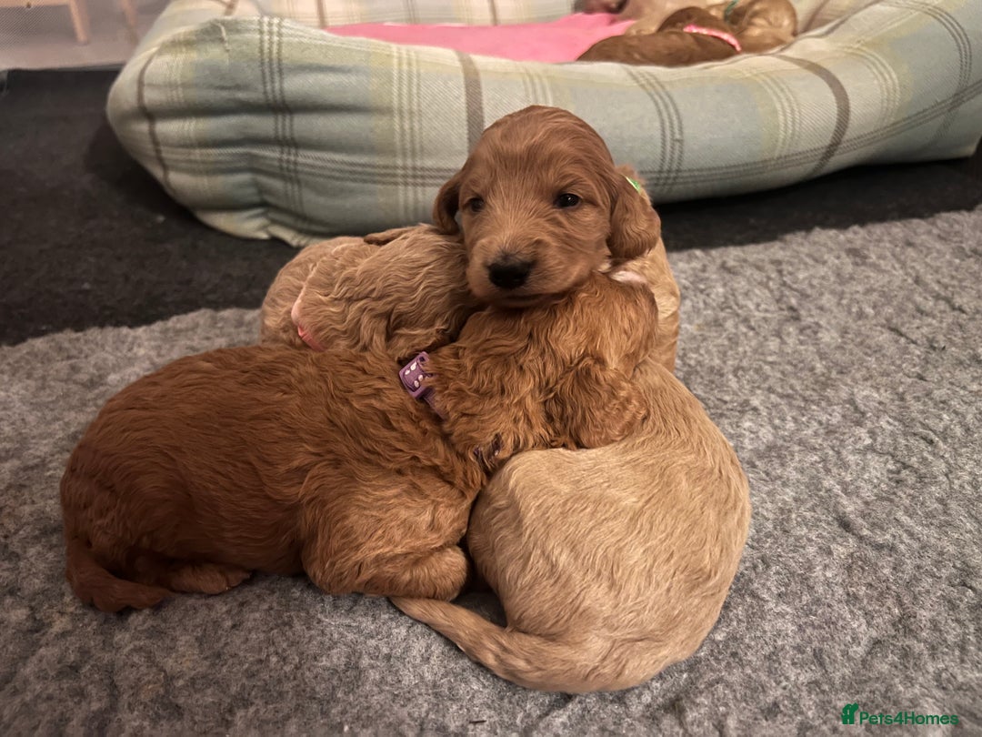 Cockapoo dogs for sale: Apricot F1B Cockapoo puppies - Advert 6