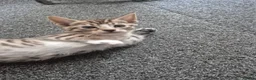 Bengal cats for sale: Bengal Tabby - Advert 10