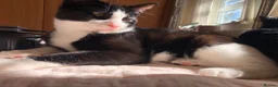 Domestic Shorthair cats for sale: Vaccinated Adorable domestic SH boy & calico girl - Advert 20