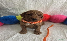 Goldendoodle dogs for sale: 👑Superb Rare Toy/Mini Deepest Red Goldendoodles👑 - Image 14