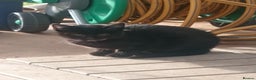 European cats for sale: Beautiful  black female kitten - Advert 2