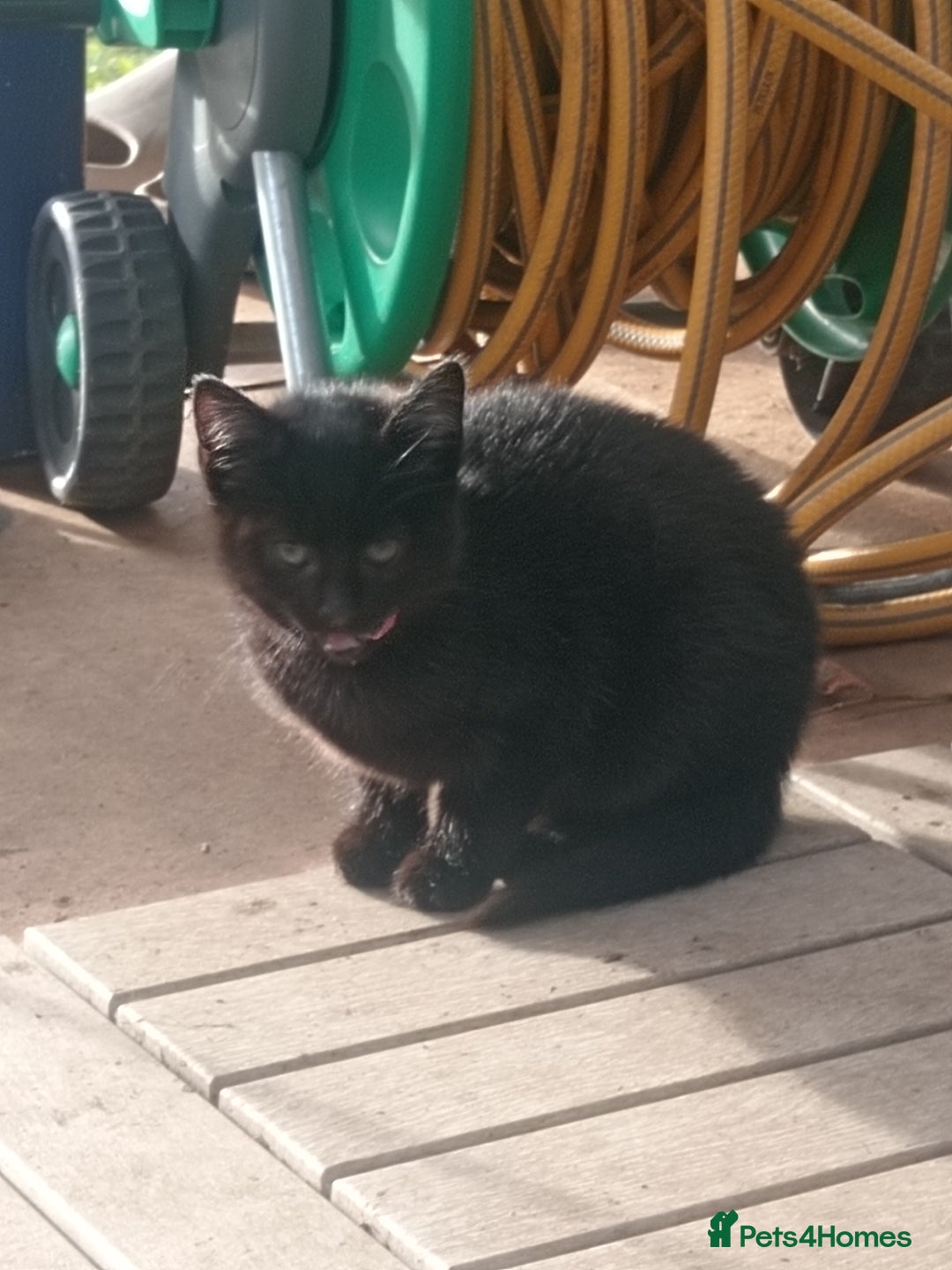 European cats for sale: Beautiful  black female kitten - Advert 2