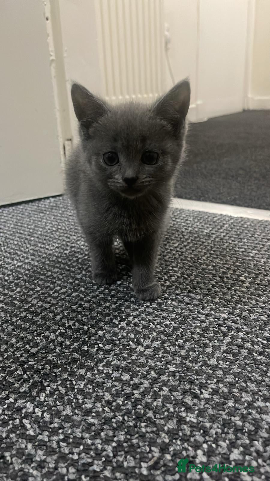 British Shorthair cats Cute British X kittens - Advert 1