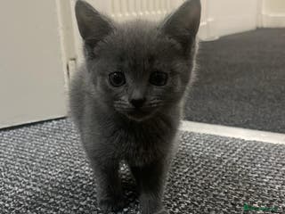 British Shorthair cats Cute British X kittens - Advert 1