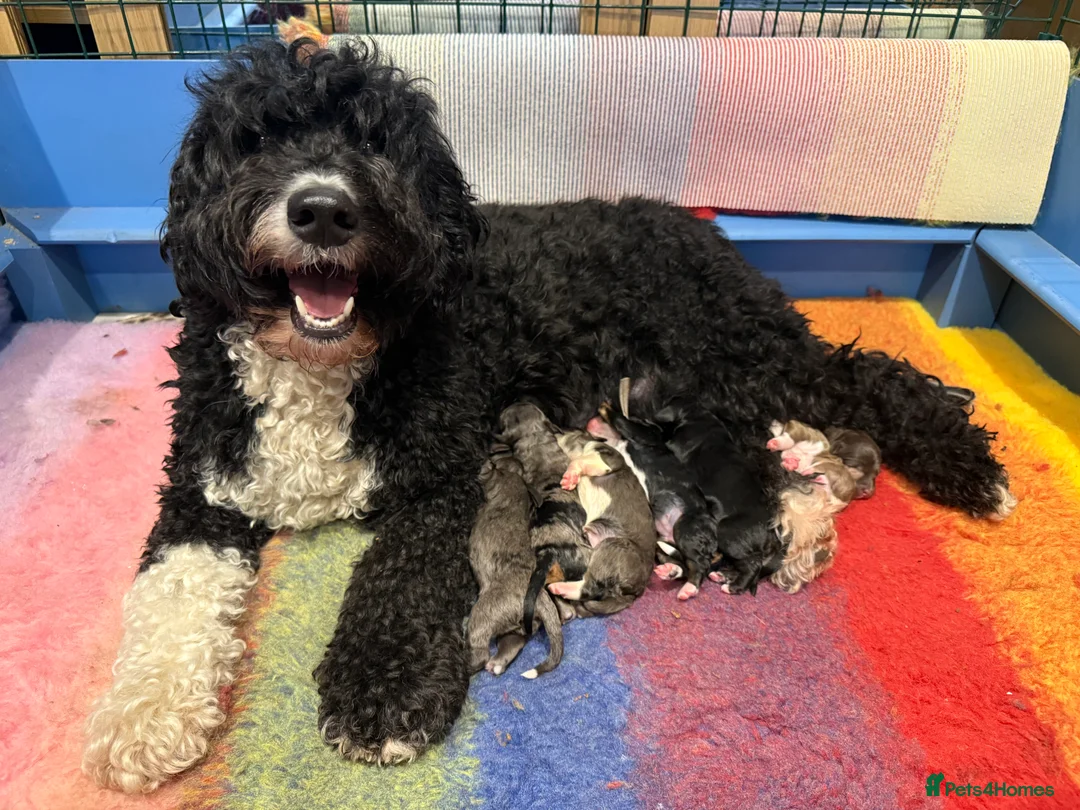 Bernedoodle dogs for sale: Health tested miniature bernedoodles - Advert 1