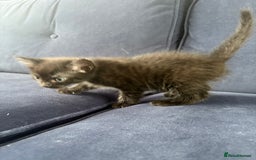 Mixed Breed cats for sale: One male and female kitten - Image 7