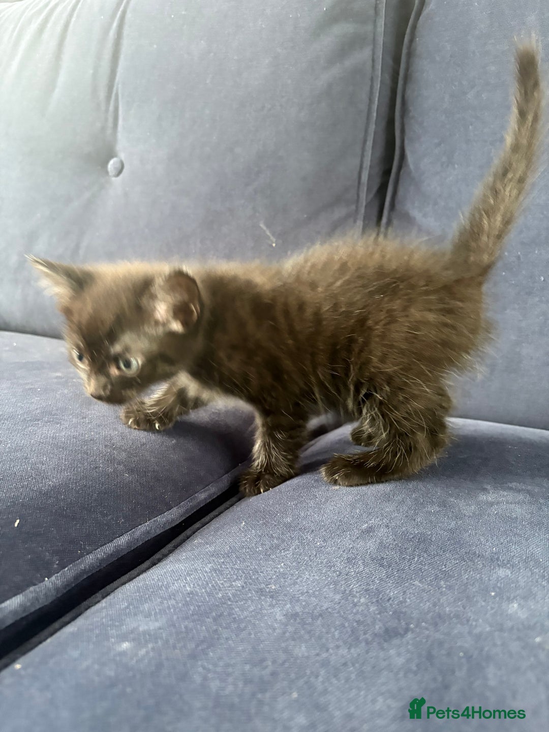 Mixed Breed cats for sale: One male and female kitten - Image 7