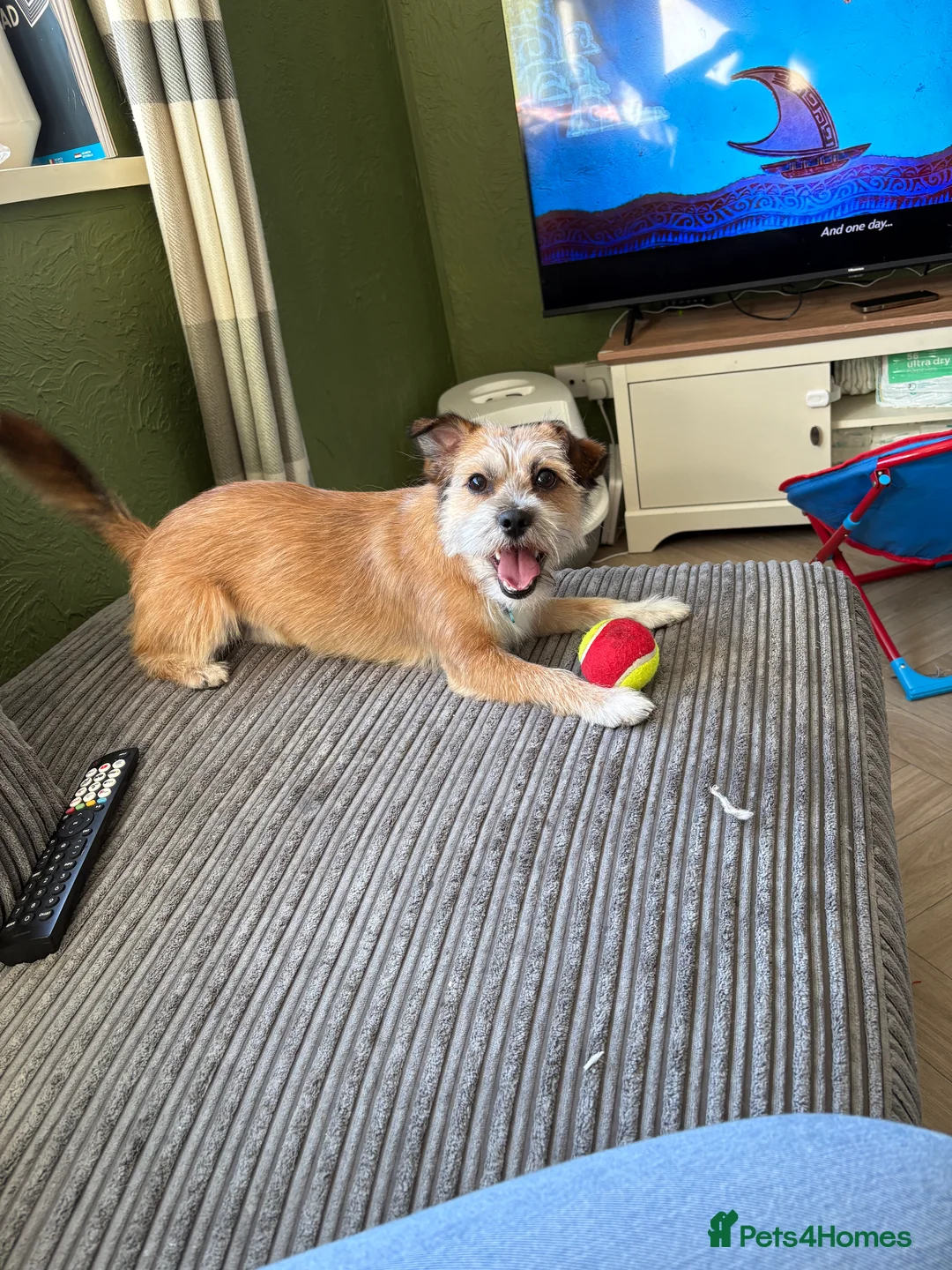 Mixed Breed dogs for sale: This is Bear - Advert 5