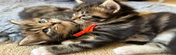Maine Coon cats for sale: Fluffy picture perfect Maine Coon kittens in Tarporley - Advert 29