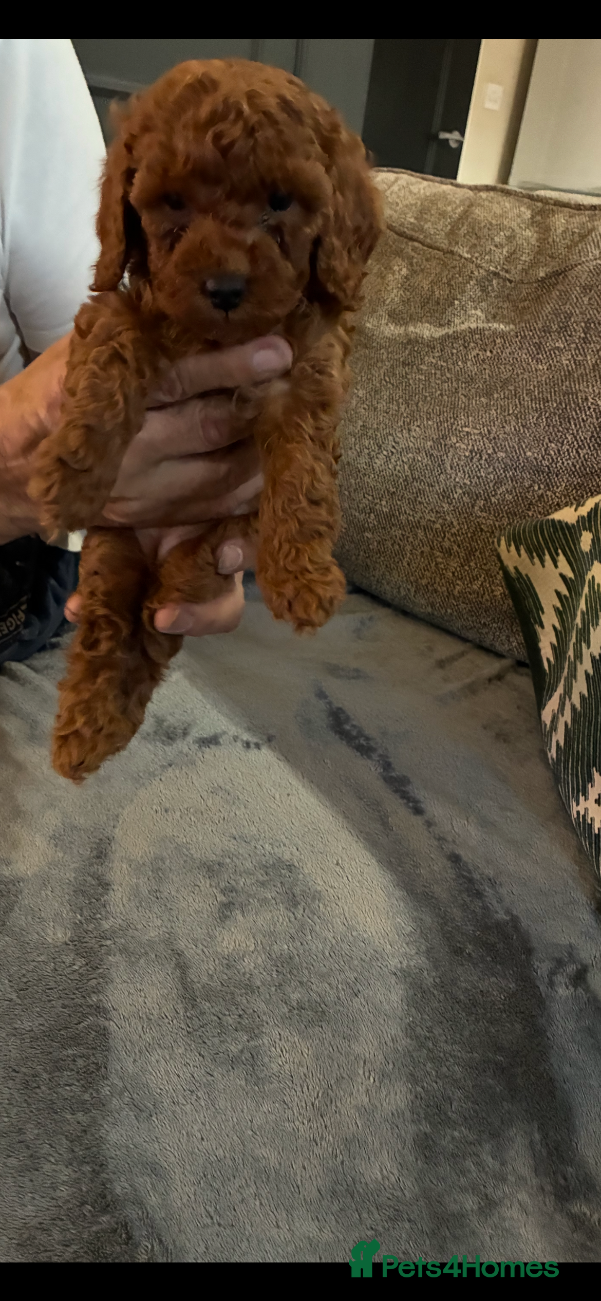 Miniature Poodle dogs 6 red and apricot KC registered poodles  - Advert 16