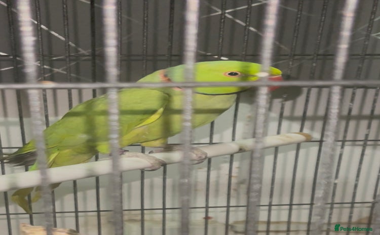 Ringnecks birds - Advert 1