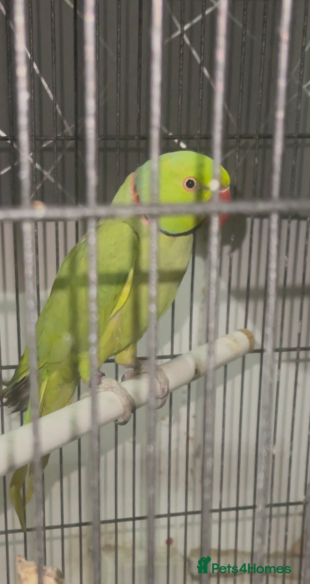Ringnecks birds for sale: Green Male Indian Ring neck Talking parrot - Image 1